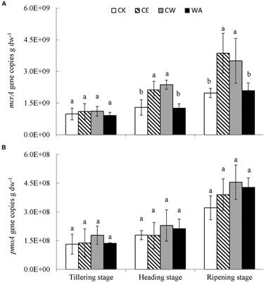 Responses of Methanogenic and Methanotrophic Communities to Elevated Atmospheric CO2 and Temperature in a Paddy Field